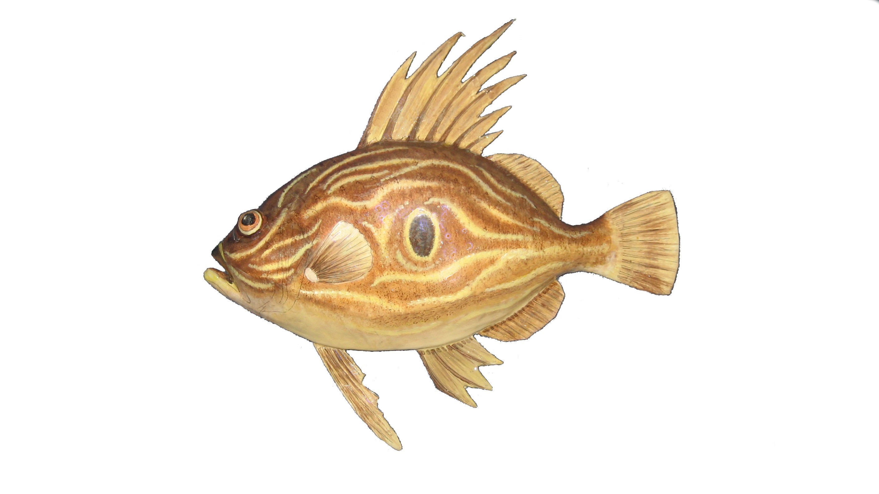 Picture of a John Dory fish