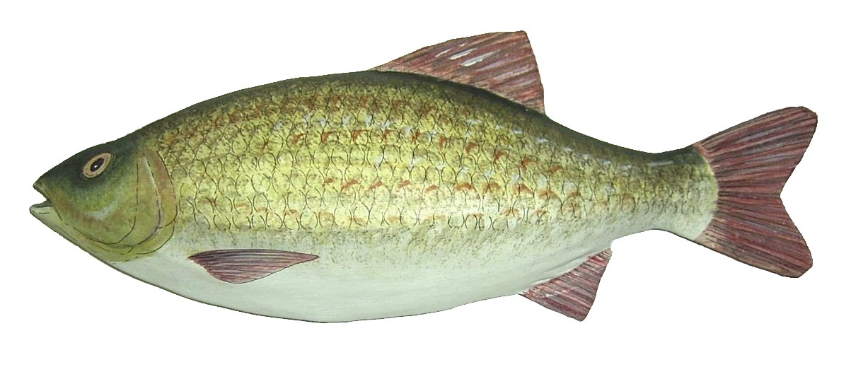 Picture of a papier maché Rudd fish