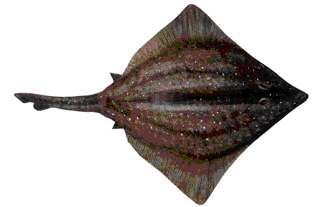 Picture of a papier maché Skate fish